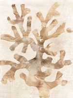 Parchment Coral I Framed Print