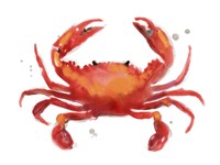 Crab Cameo I Framed Print