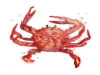 Crab Cameo IV Framed Print