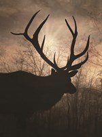 Elk Sunrise I Framed Print