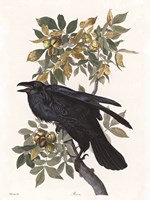 Vintage Crow 2 Framed Print