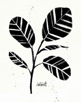 Botanical Sketches IV Framed Print