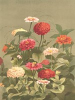 Antique Botanical Collection 1 Framed Print