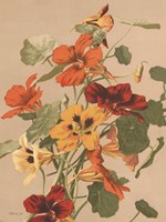 Antique Botanical Collection 2 Framed Print