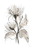 Chrysanthemum II Framed Print