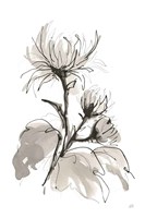 Chrysanthemum I Framed Print