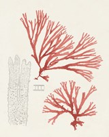 Vintage Coral Study I Framed Print