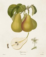 Vintage Pears V Framed Print