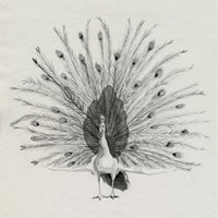 Ebony Plumed Peacock II Framed Print