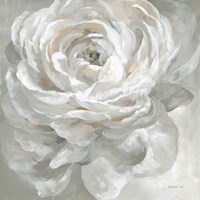 White Rose Framed Print
