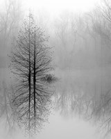 Lake Trees in Winter Fog Fine Art Print