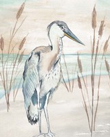 Heron By Beach Grass I Framed Print