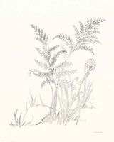 Nature Sketchbook VI Framed Print