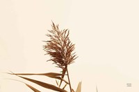 Summer Reeds I Framed Print