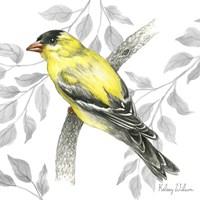 Backyard Birds IV-Goldfinch II Framed Print
