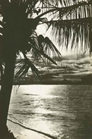Palm Beach II Framed Print