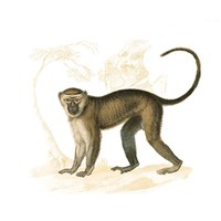 Golden Monkey Framed Print