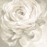 White Rose Gray Framed Print