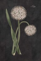 Allium II on Black Framed Print