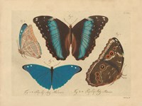 Vintage Butterflies 1 Framed Print