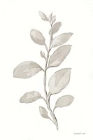 Gray Sage Leaves II on White Framed Print