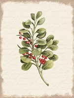 Berries Christmas Botanical Framed Print