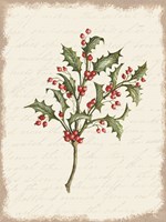 Holly Christmas Botanical Framed Print