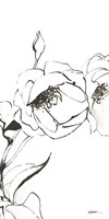 Sketch of Roses Panel III Framed Print