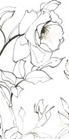 Sketch of Roses Panel II Framed Print