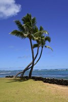 Palm Trees on the Coast Of Hauula, Oahu, Hawaii Framed Print