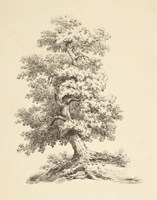 Tree Study II Dark Framed Print