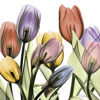 Tulipscape 2 Fine Art Print