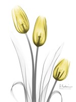 Illuminating Tulip Trio Framed Print