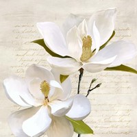 Ivory Magnolia II Framed Print