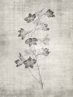 Sepia Botanical 3 Framed Print