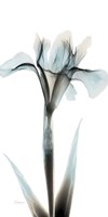 Sea Infused Iris 1 Fine Art Print