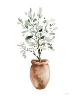 Potted Olive Tree Framed Print
