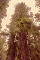 Redwoods II Framed Print
