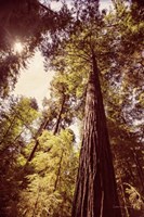 Redwoods 1 Framed Print
