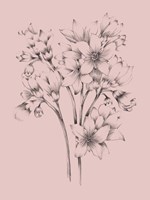 Blush Pink Flower Drawing Framed Print