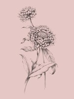 Blush Pink Flower Drawing III Framed Print