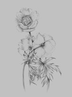 Flower Illustration II Framed Print