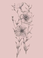 Pink Flower Sketch Illustration I Framed Print
