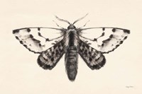 Moth IV Framed Print