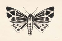 Moth III Framed Print