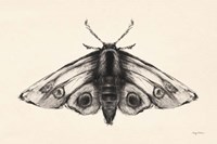 Moth II Framed Print