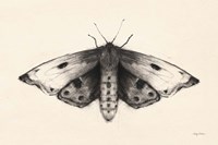 Moth I Framed Print