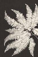 Vintage Ferns V Framed Print