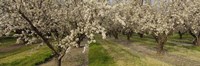 Almond Trees In A Row, Sacramento Fine Art Print