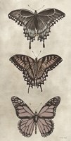 Antique Butterflies II Framed Print